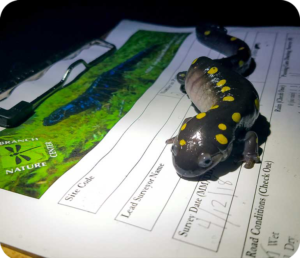 Amphibian Conservation