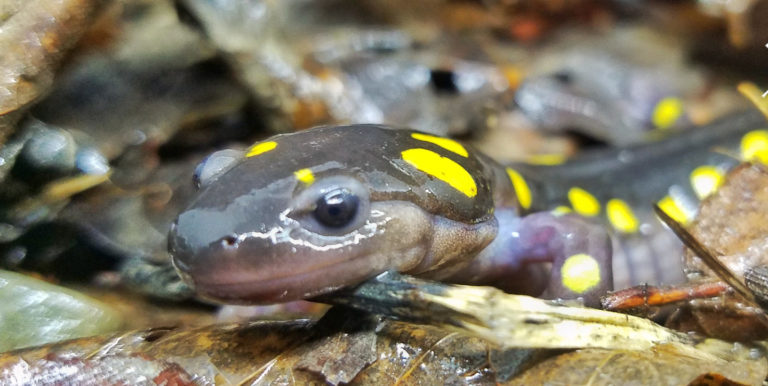 Amphibian Road Crossing Program – Ecology & Training Night (ZOOM ...