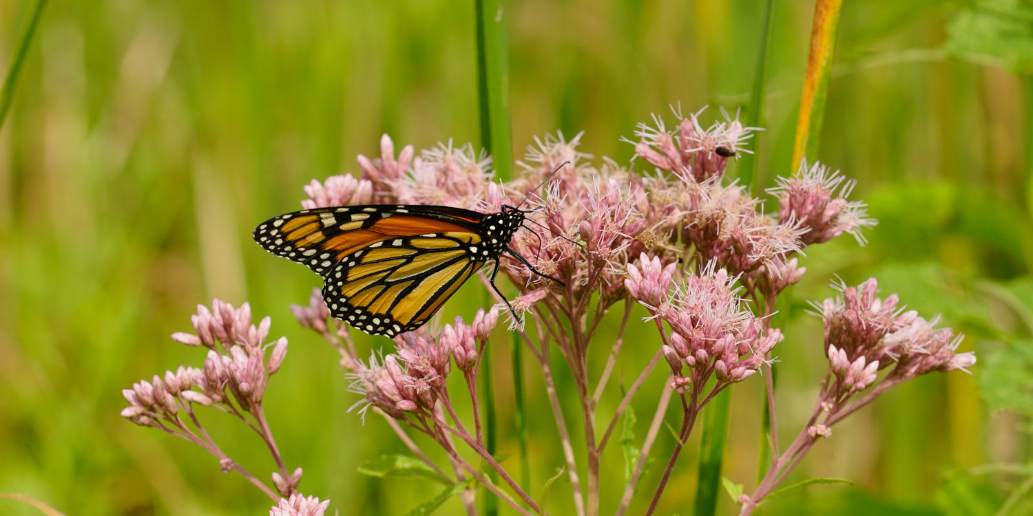 The Nature Of: Monarch Butterflies – North Branch Nature Center