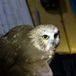 owl banding livestream header