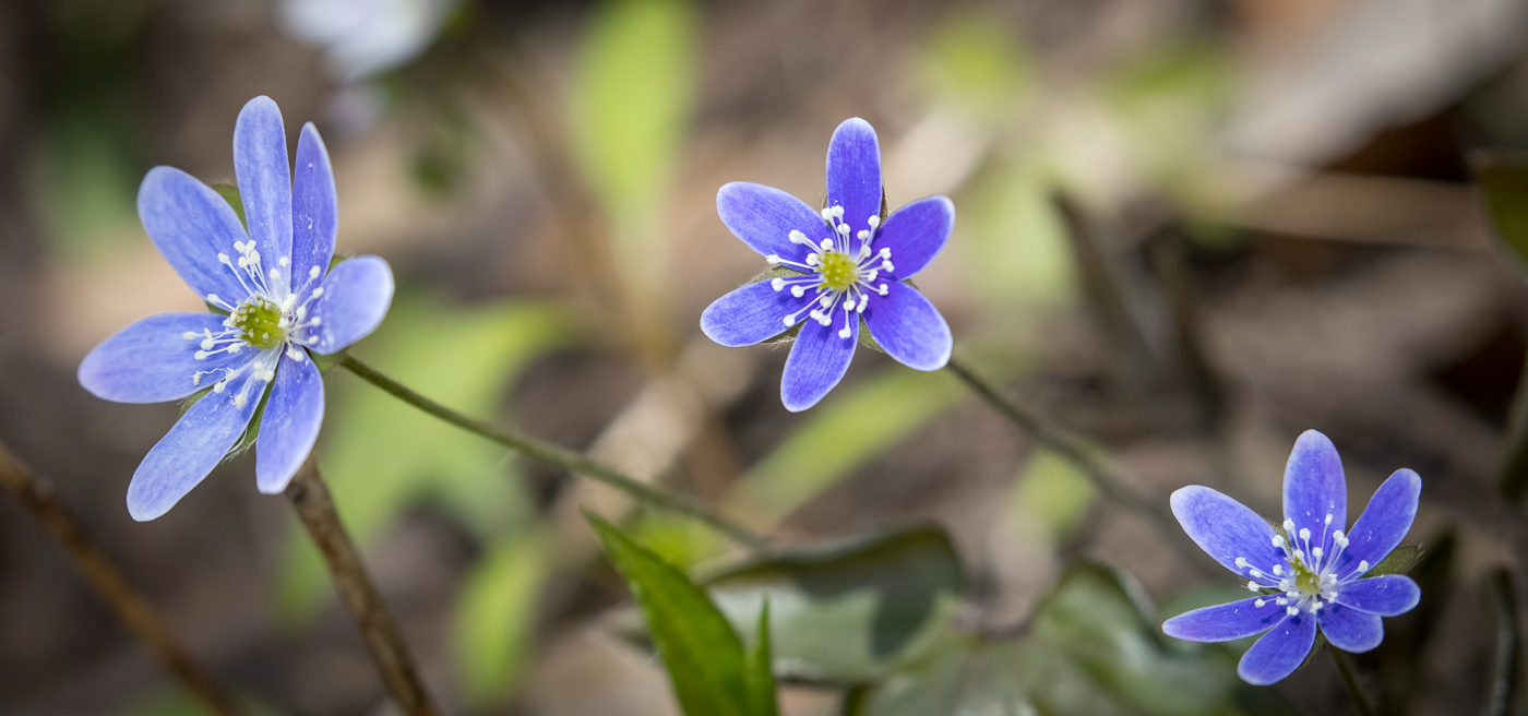 7 wild flowers to spot in early spring