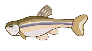 Fathead Minnow (Pimephales promelas): Since this small baitfish can tolerate warm, turbid, and poorly oxygenated conditions, fathead minnows can be found in a wide variety of habitats, including stretches of river with high levels of sedimentation. They are closely related to the bluntnose minnow but their short snout does not overhang their upturned mouth and they lack the dot in the dorsal fin.
