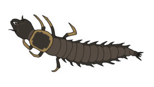 Helgrammite: This six-legged monster patrols the cobble substrate of the North Branch River, investigating the nooks and crannies for other aquatic invertebrates. They can lurk beneath the surface for up to 5 years before emerging to take their aerial adult form, called the dobsonfly.