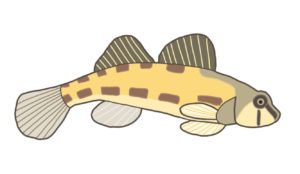Tessellated Darter (Etheostoma olmstedi): This small member of the perch family spends most of its life hugging the bottom of sandy rivers in search of invertebrates to eat. Unlike most fish, darters lack a swim bladder, an organ that adds buoyancy. This allows them to cling to the substrate even in powerful river currents.