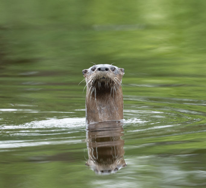 North Branch Nature Center – Connecting All Ages to Nature