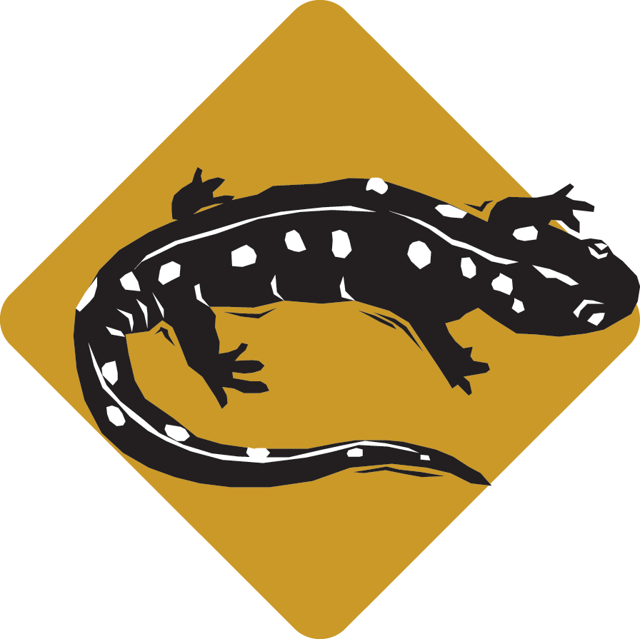Salamander 23