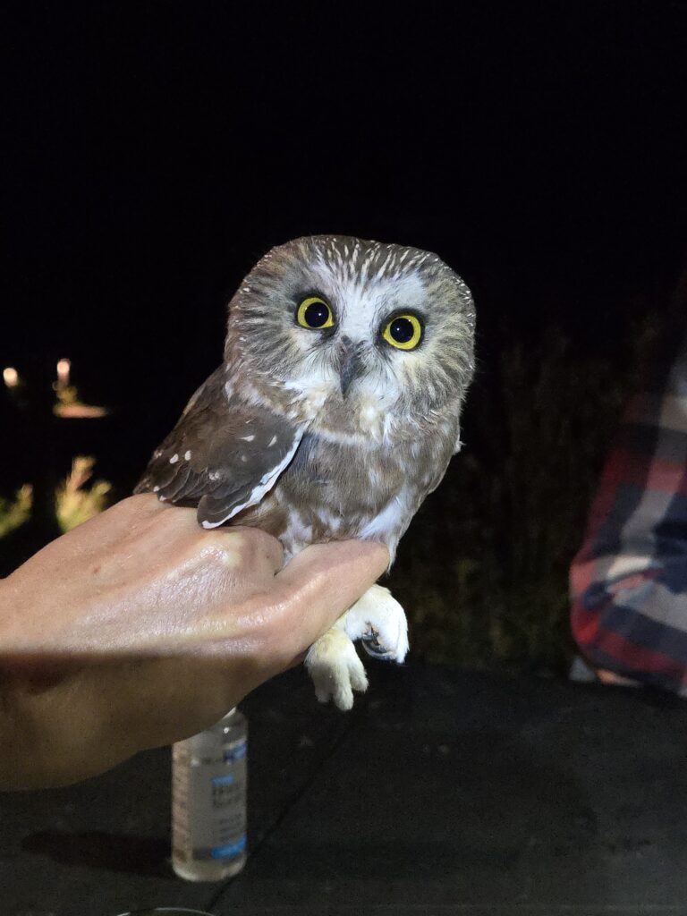 saw-whet owl being held in a researcher's hand at night prior to release