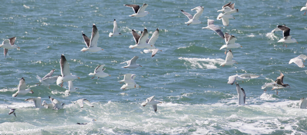 group of gulls on atlantic coast