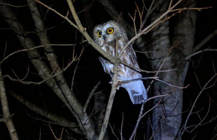a saw-whet owl perched on a branch at night