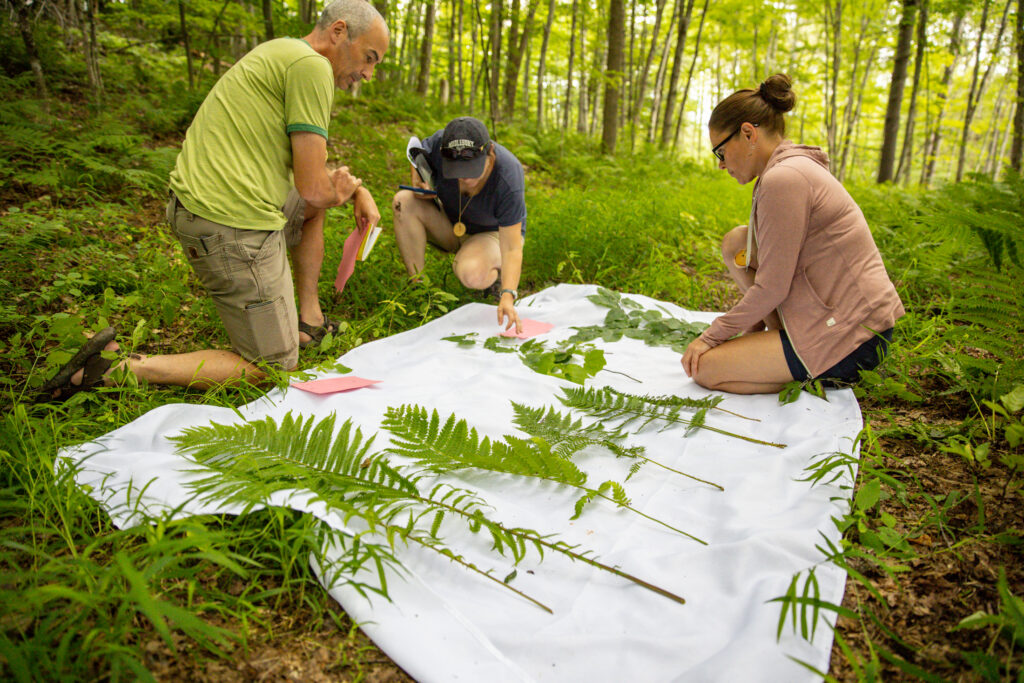 adult students examine fern specimens in the forest on top of white sheet