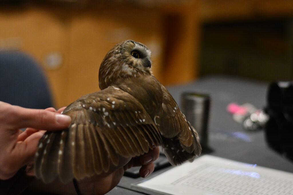 a northern saw-whet owl being held by a researcher is looking over its shoulder