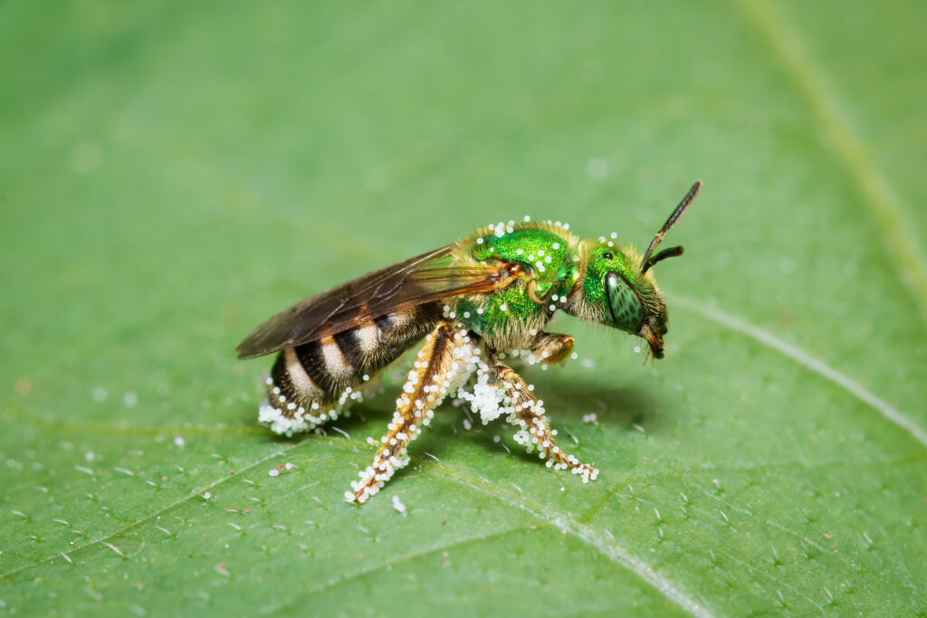 A wild metallic green and yellow sweat bee with pollen stuck to it