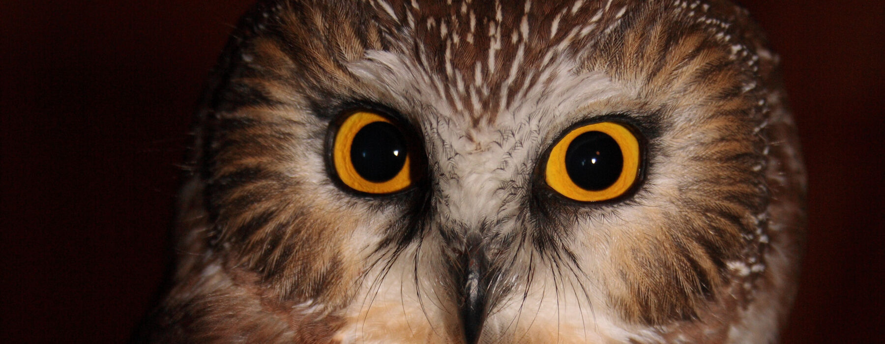 a saw-whet owl being held by a staff researcher looks over its shoulder