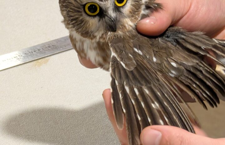 a researcher extends the wing of a saw-whet owl while the owl watches over its shoulder