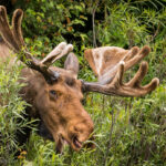 a bull moose with large antlers and patterned velvet feeds in the willows