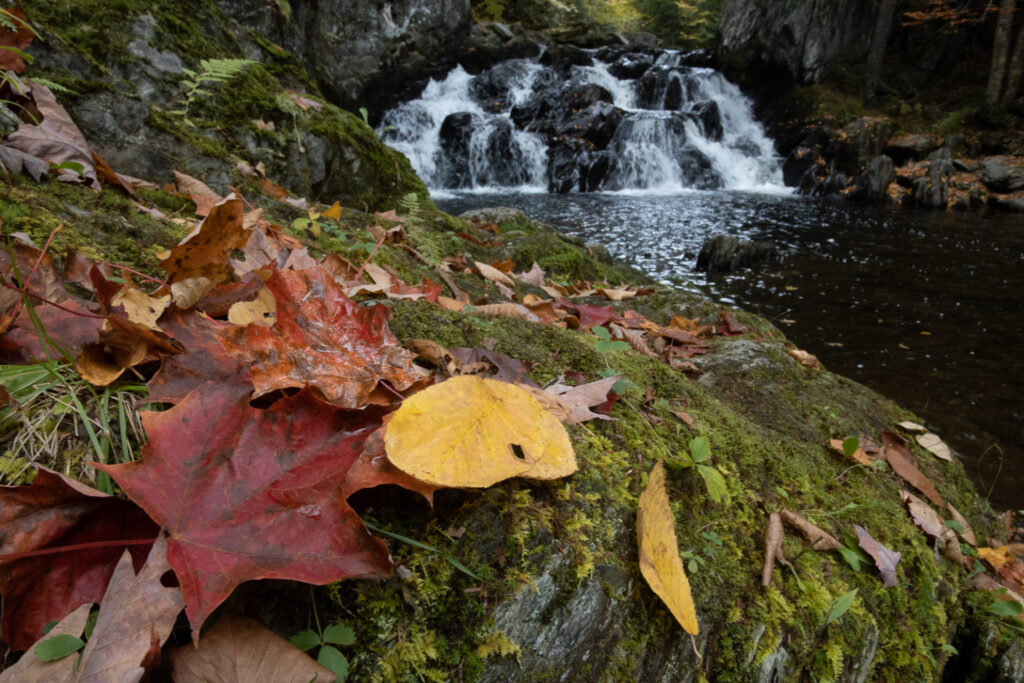 colorful fallen leaves on a rock next to a waterfall and creek