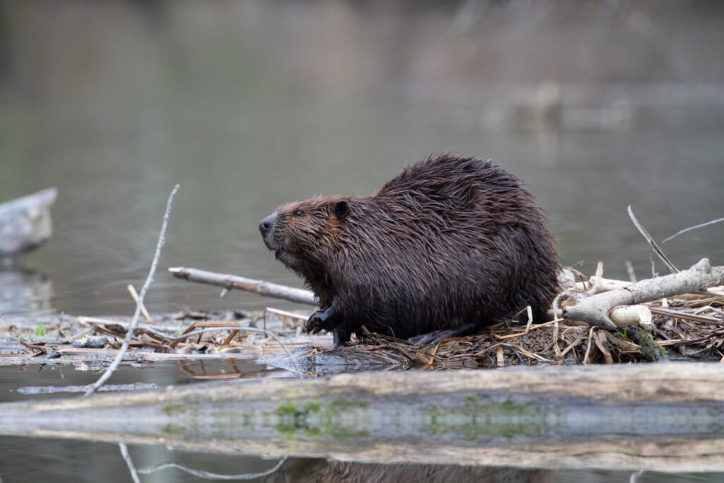 beaver standing on vegetation looking left