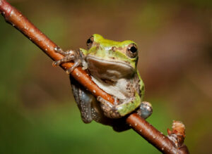gray tree frog on branch