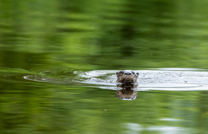otter in river on naturalist paddle