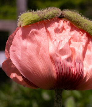 Have You Ever Seen a Poppy Pop?, By Jessie Taylor (Former NBNC Employee)