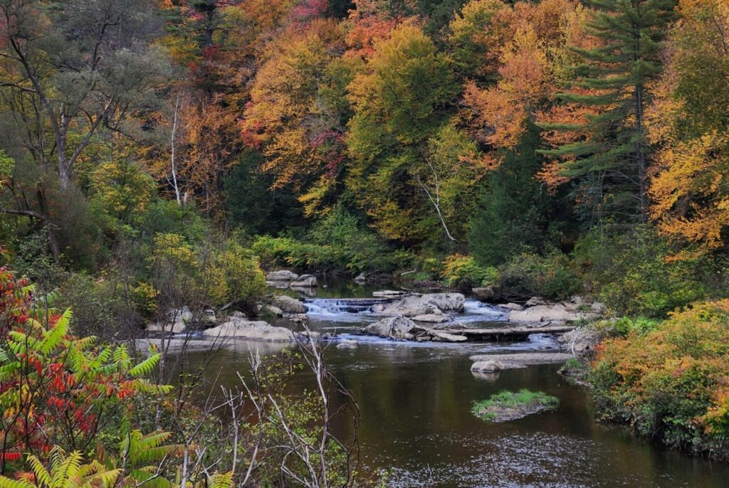 north branch river in fall