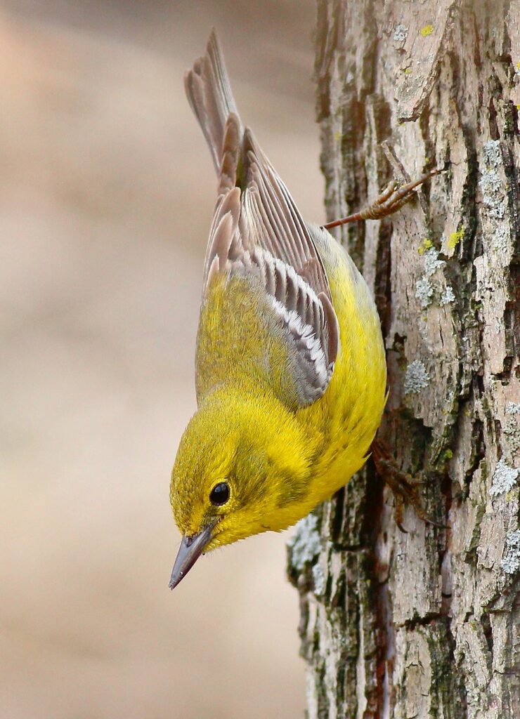 A yellow and brown bird climbing down the bark of a tree. A Pine Warbler by Tyler Pockette