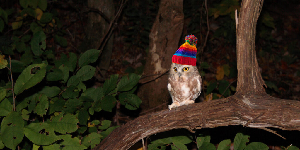 saw-whet owl with rainbow colored hat