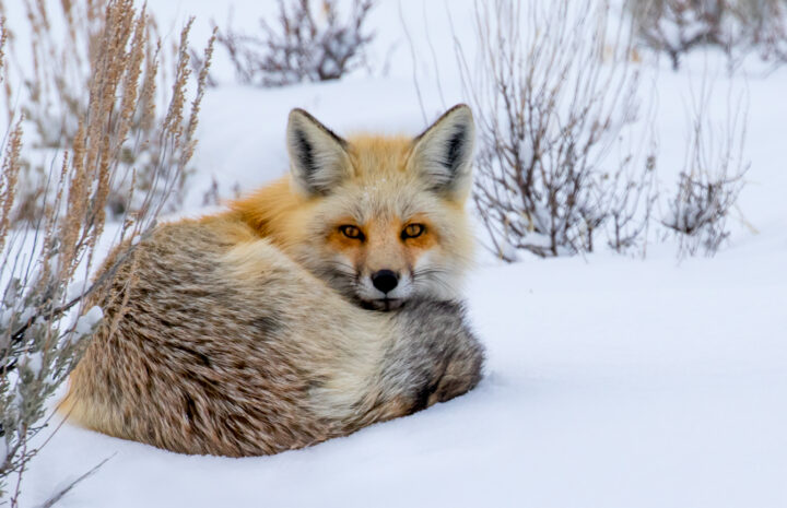 Red Fox in snow