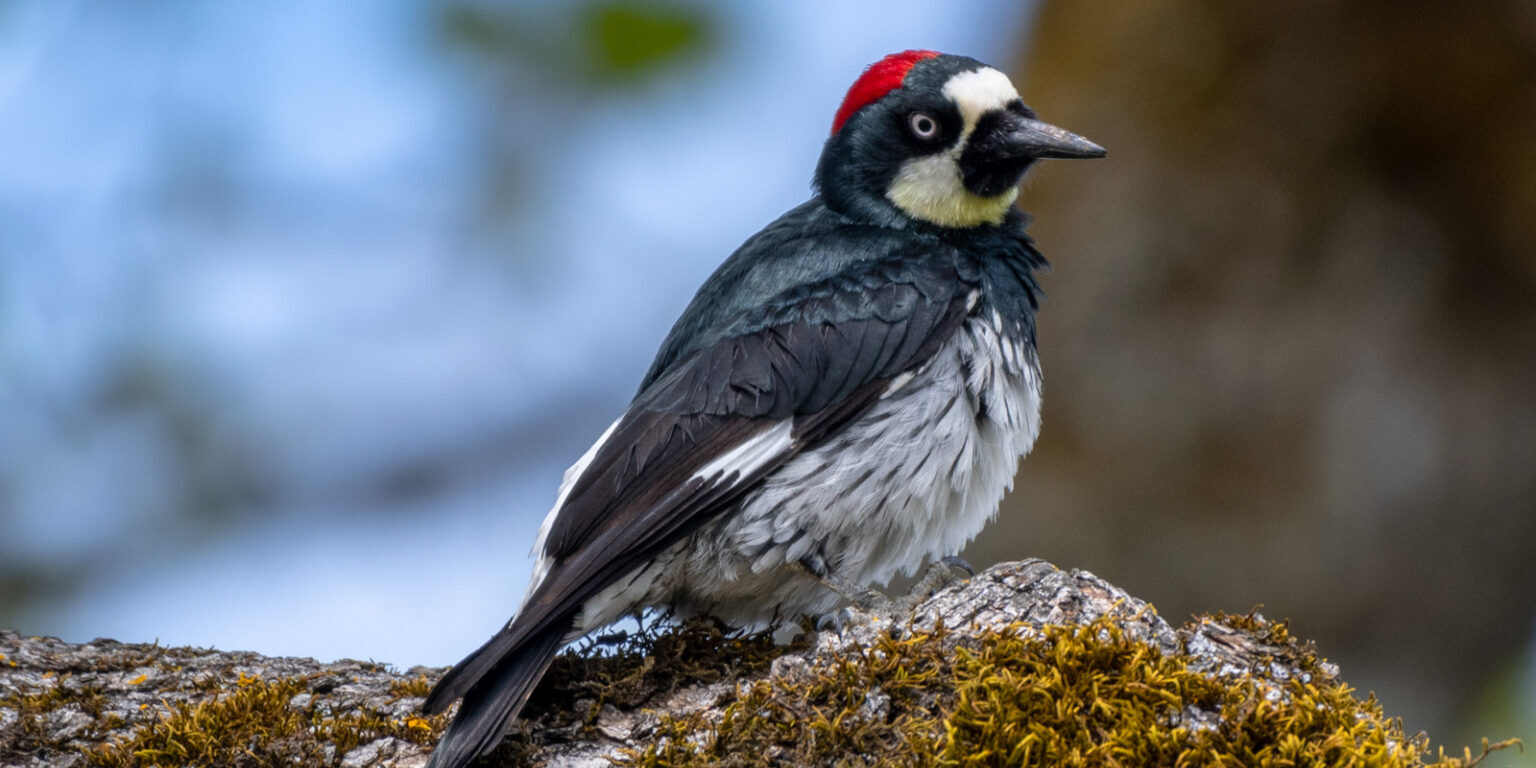 Acorn Woodpecker - Gerald Meenaghan