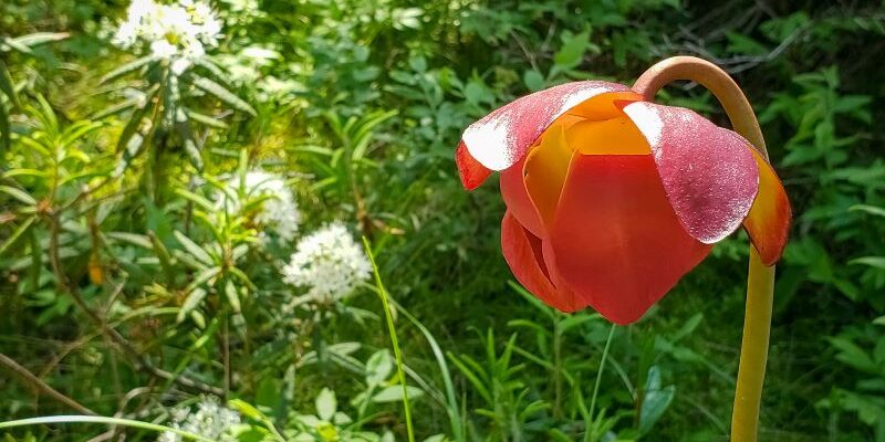 pitcherflower